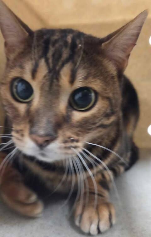 Picture of the Animal Listed