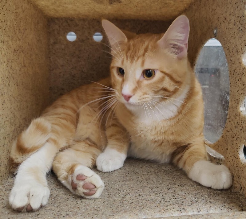 Picture of the Animal Listed