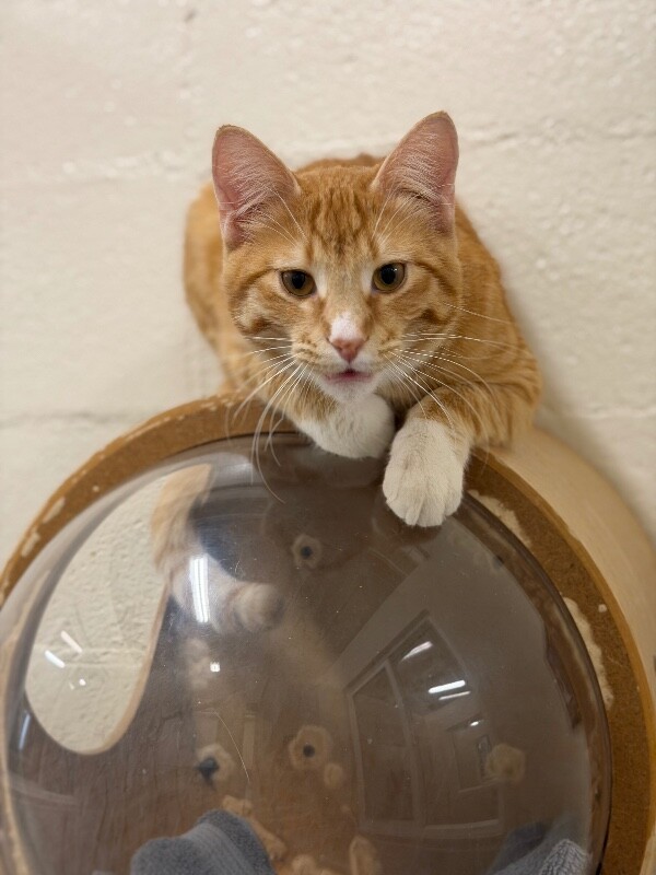 Picture of the Animal Listed