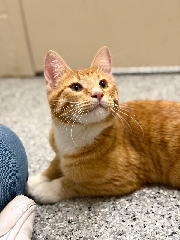 Picture of the Animal Listed