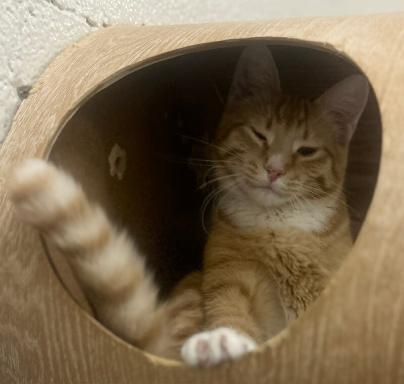 Picture of the Animal Listed