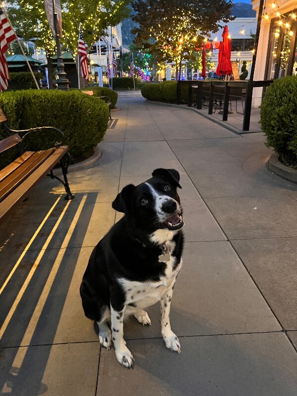 Picture of the Animal Listed