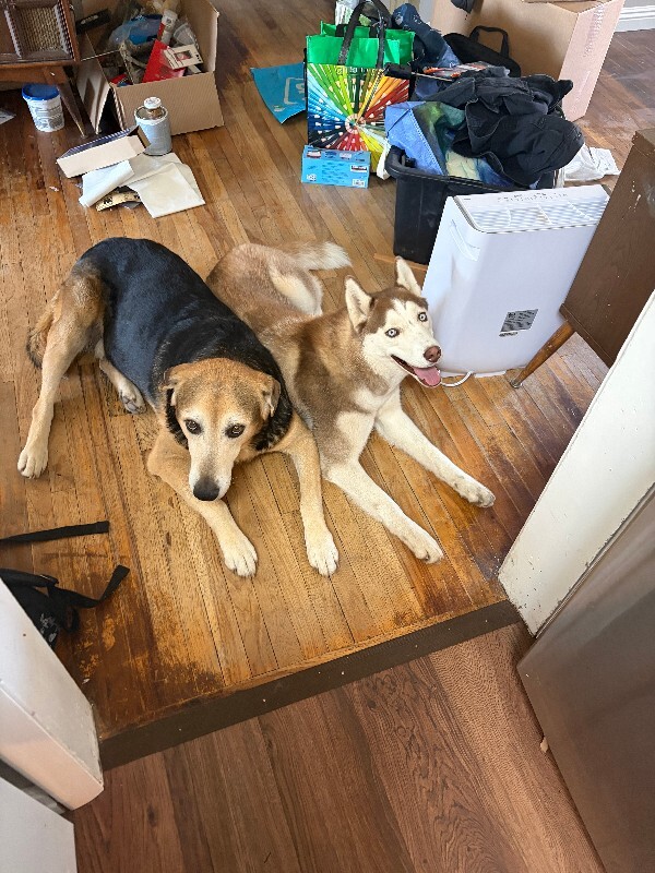 Picture of the Animal Listed