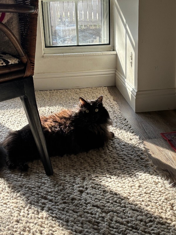 Picture of the Animal Listed