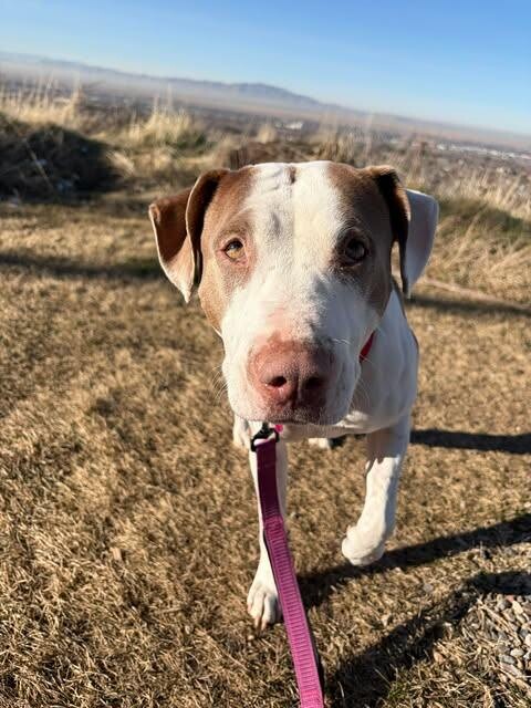 Picture of the Animal Listed