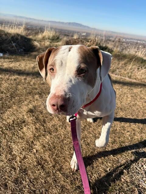 Picture of the Animal Listed