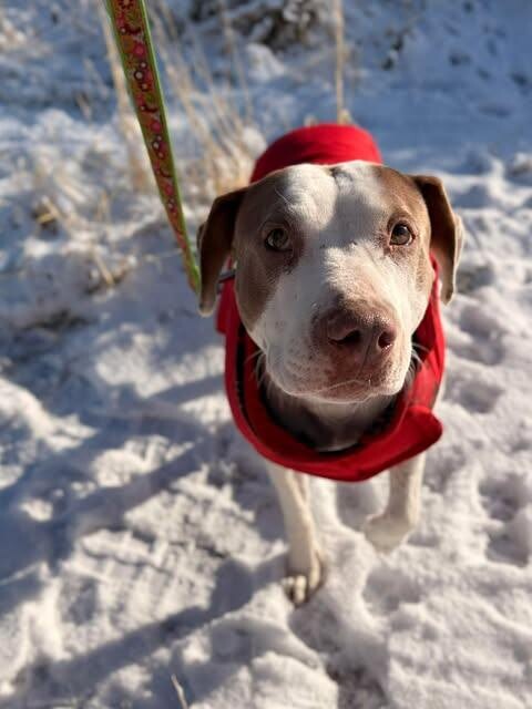 Picture of the Animal Listed