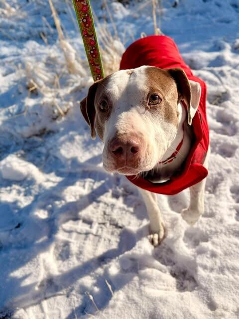 Picture of the Animal Listed