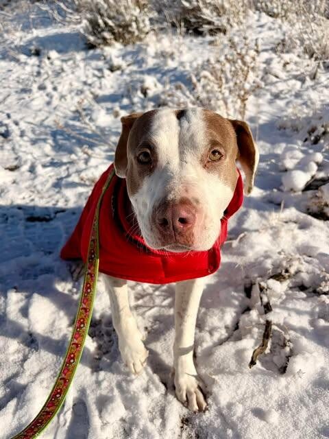 Picture of the Animal Listed