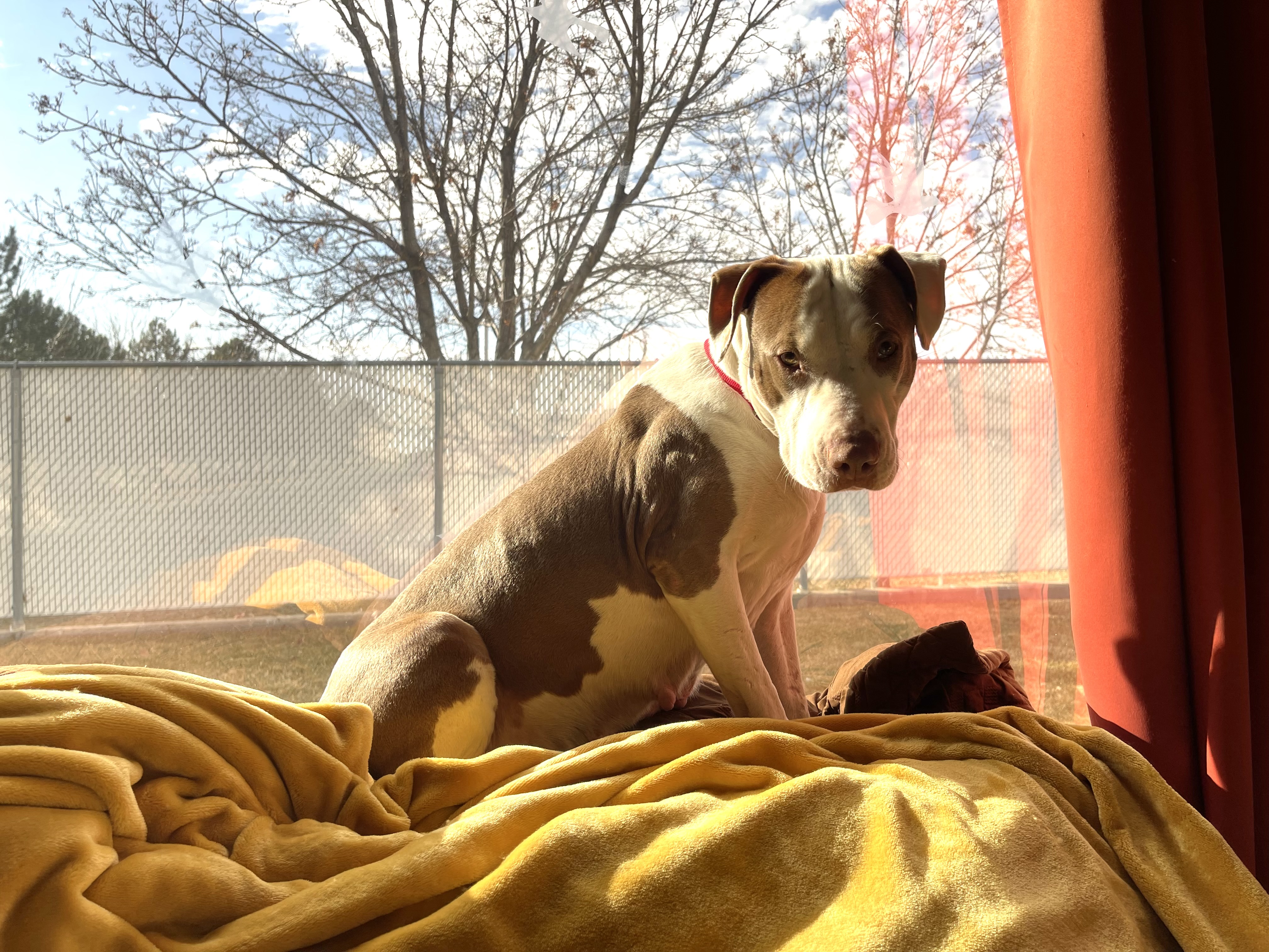 Picture of the Animal Listed