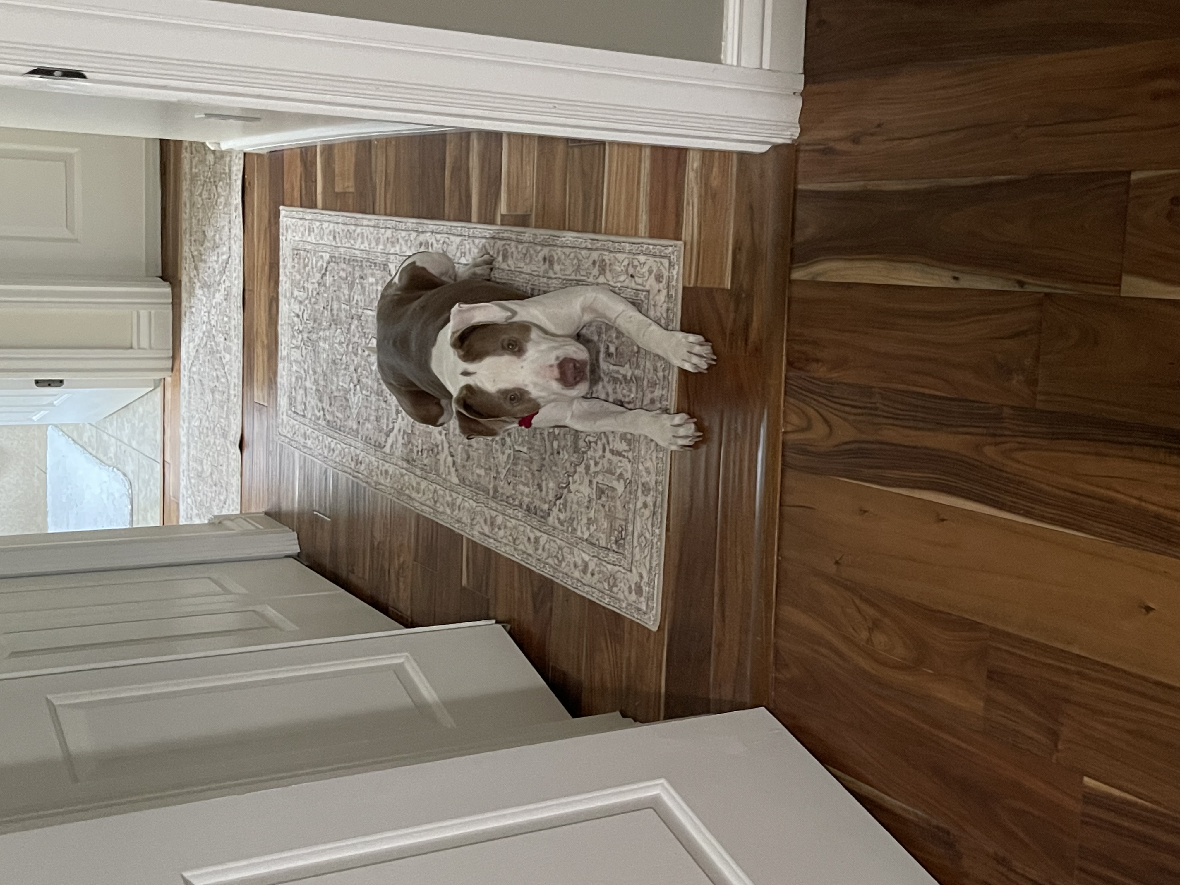 Picture of the Animal Listed