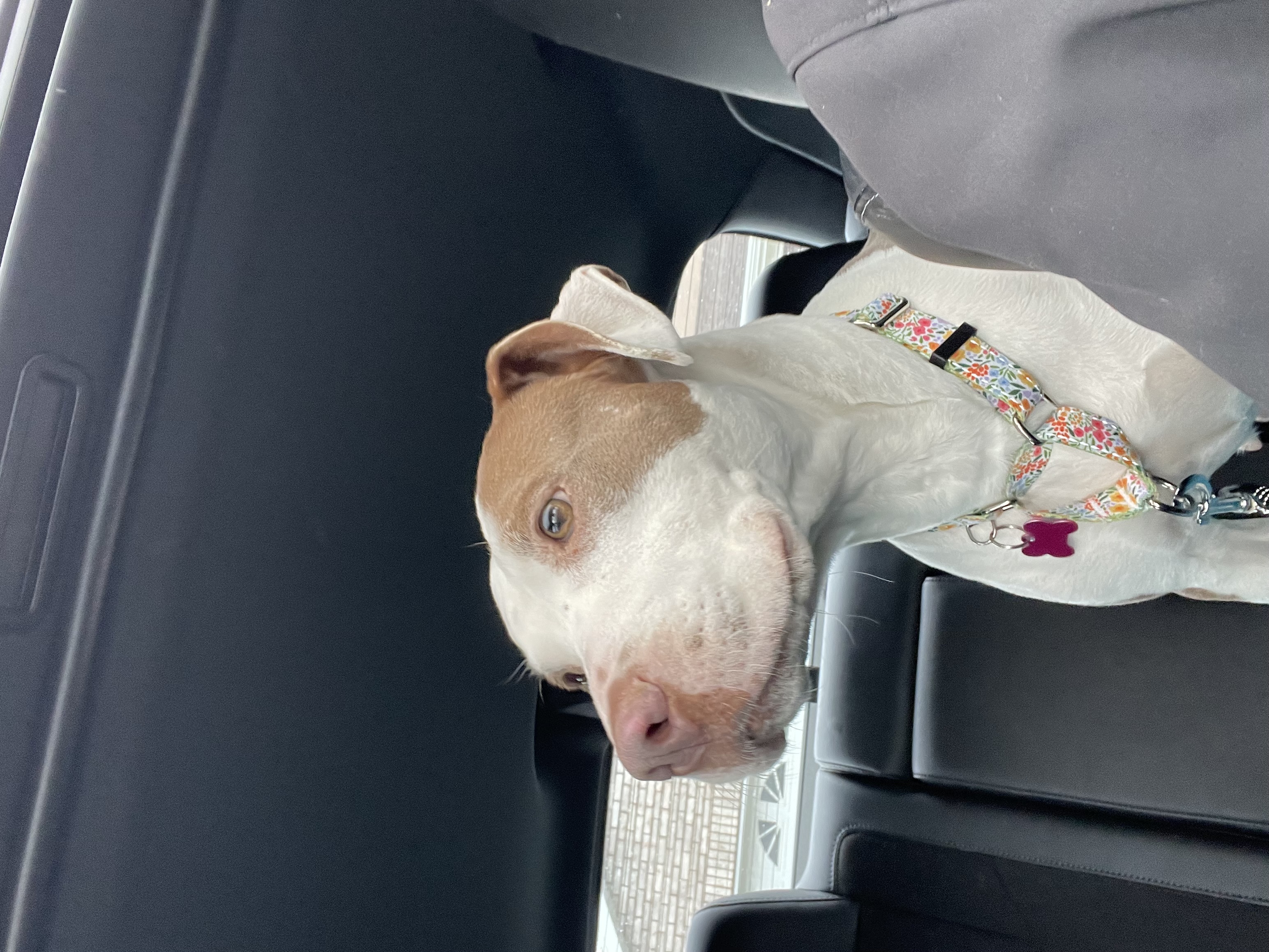 Picture of the Animal Listed