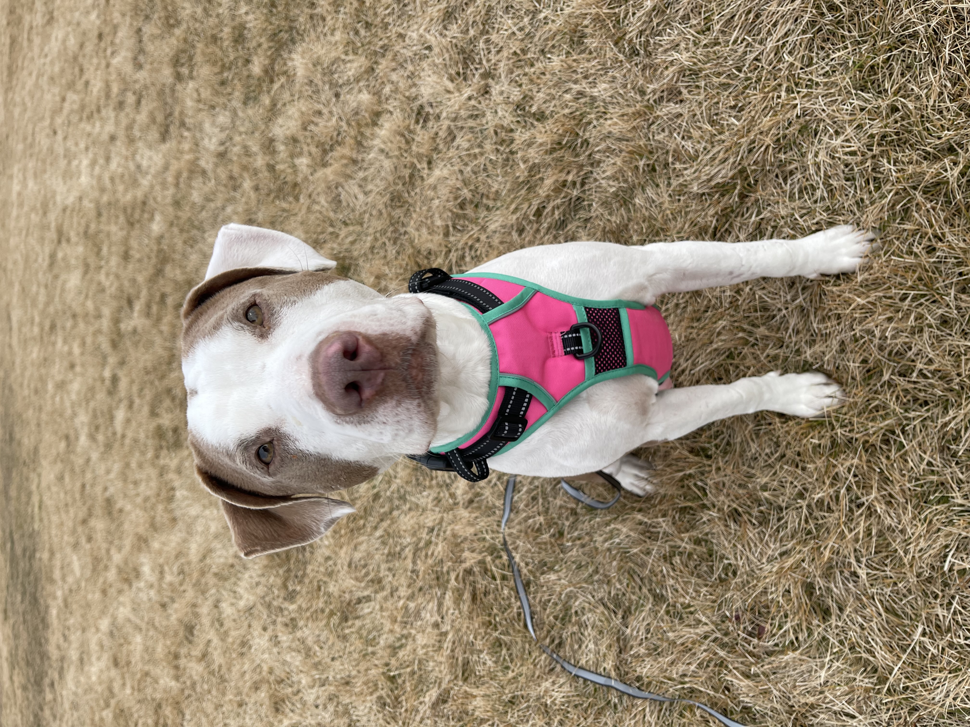 Picture of the Animal Listed