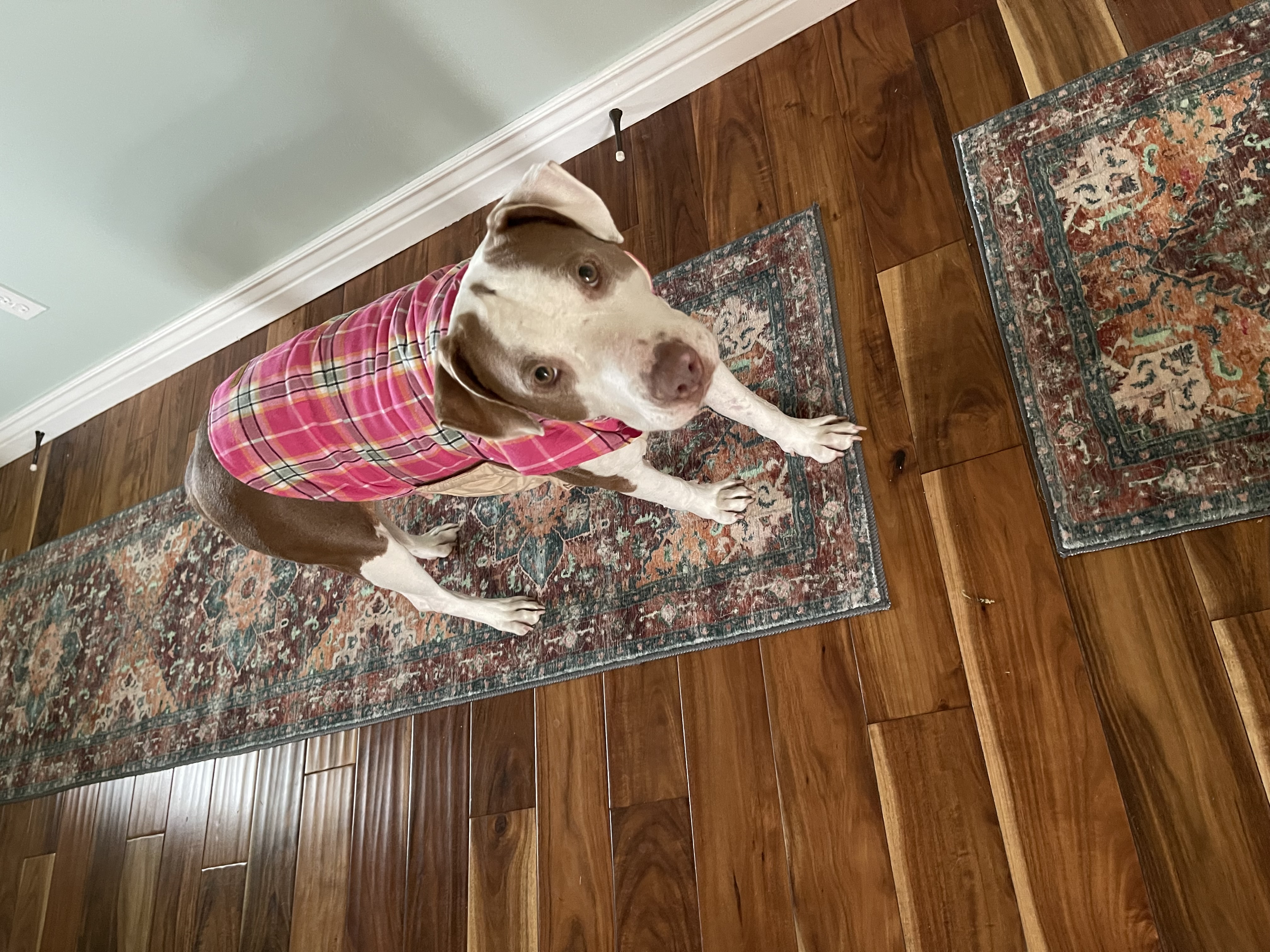 Picture of the Animal Listed