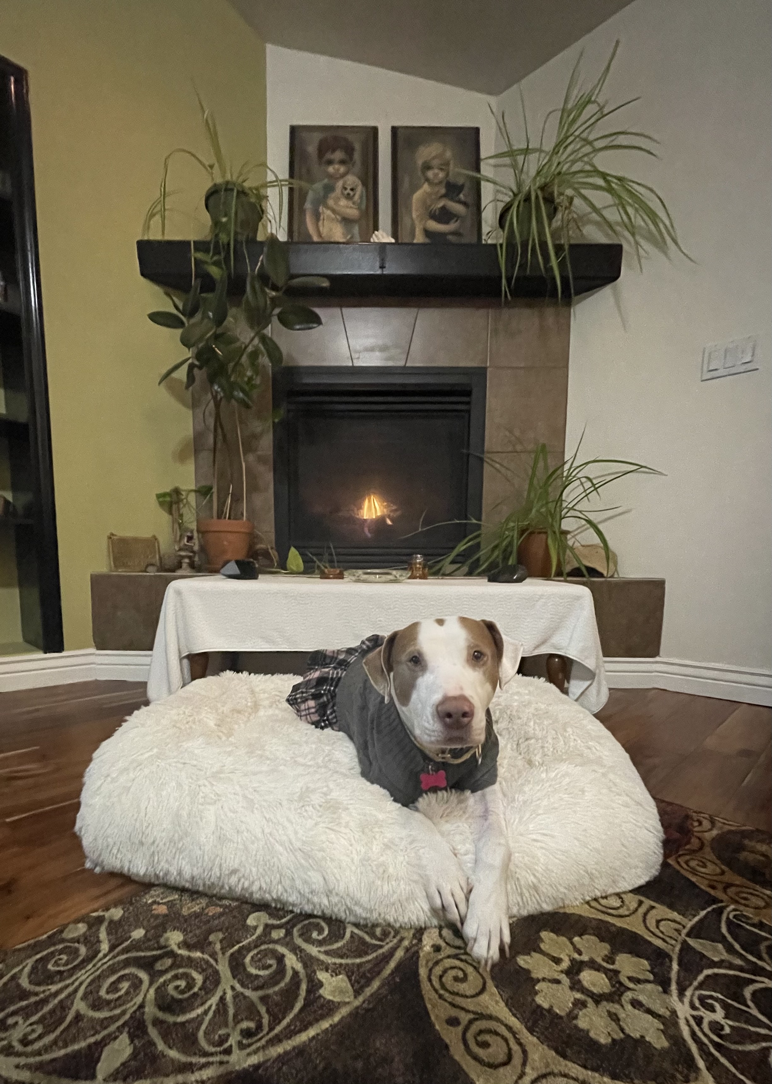 Picture of the Animal Listed