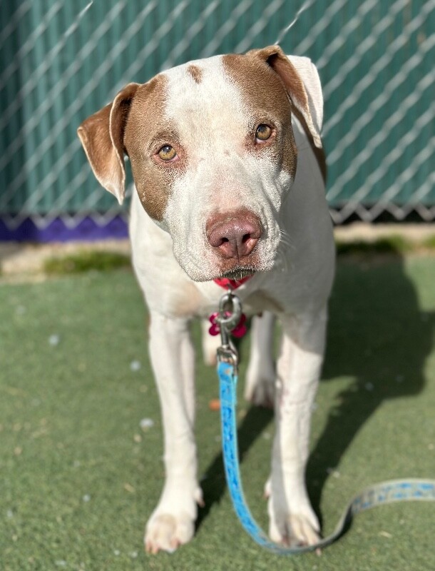 Picture of the Animal Listed