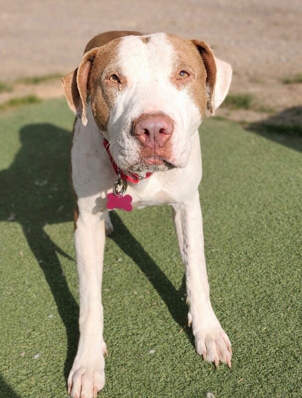 Picture of the Animal Listed