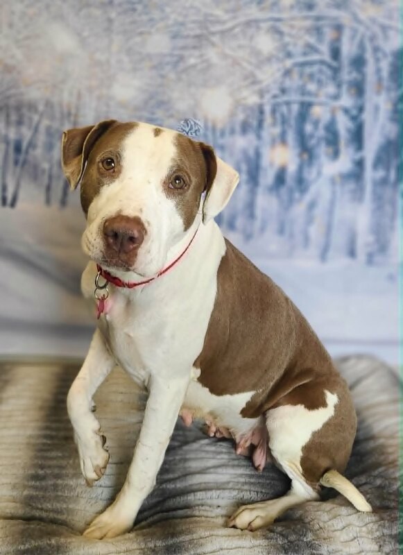 Picture of the Animal Listed