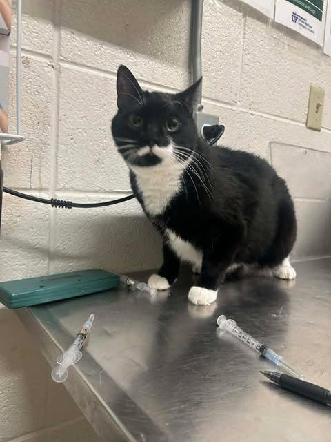 Picture of the Animal Listed