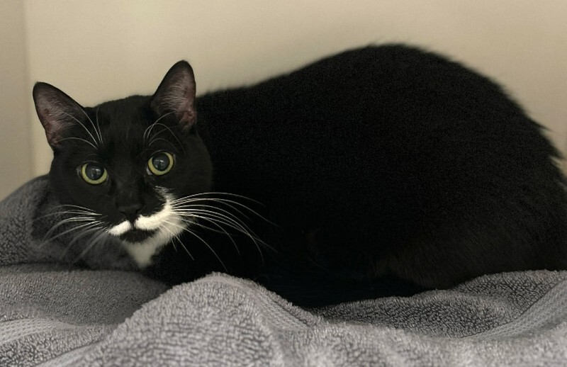 Picture of the Animal Listed