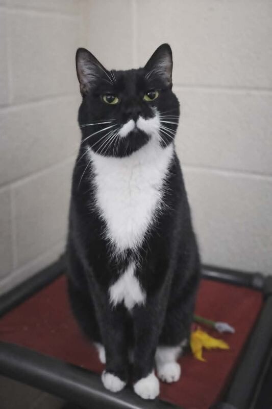 Picture of the Animal Listed