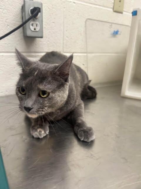 Picture of the Animal Listed