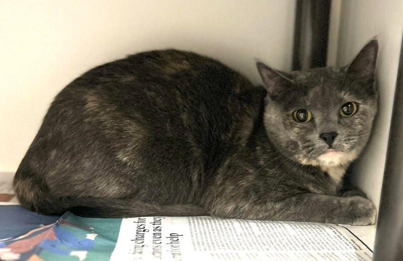 Picture of the Animal Listed