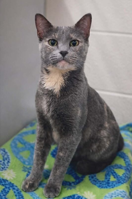 Picture of the Animal Listed