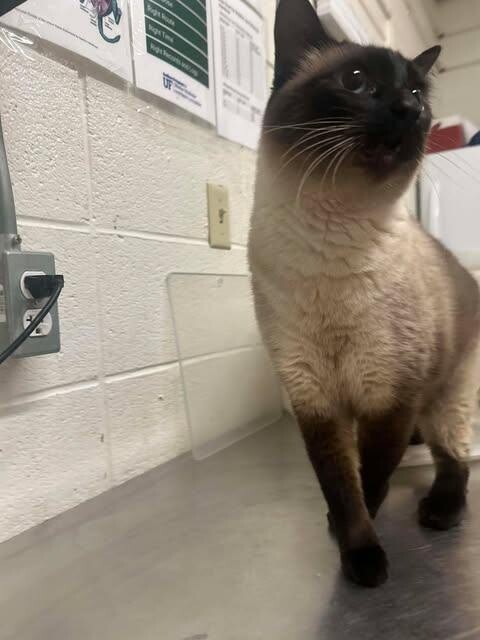 Picture of the Animal Listed