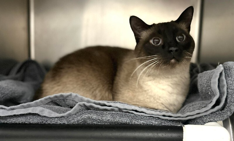 Picture of the Animal Listed