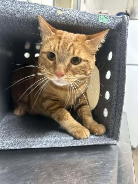 Picture of the Animal Listed