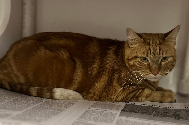 Picture of the Animal Listed