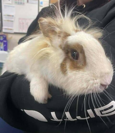 Picture of the Animal Listed