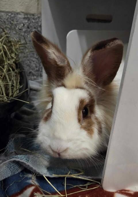 Picture of the Animal Listed