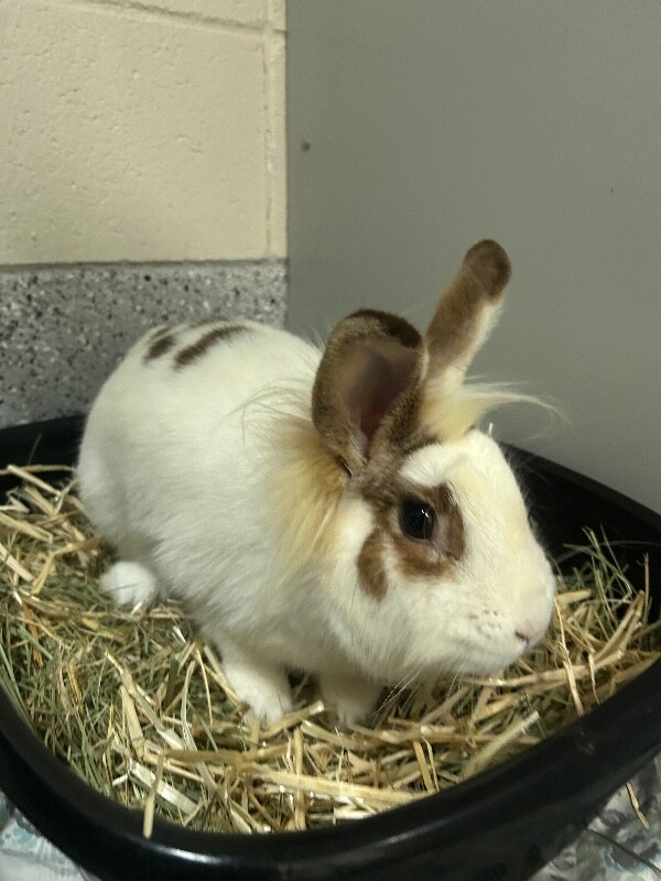 Picture of the Animal Listed