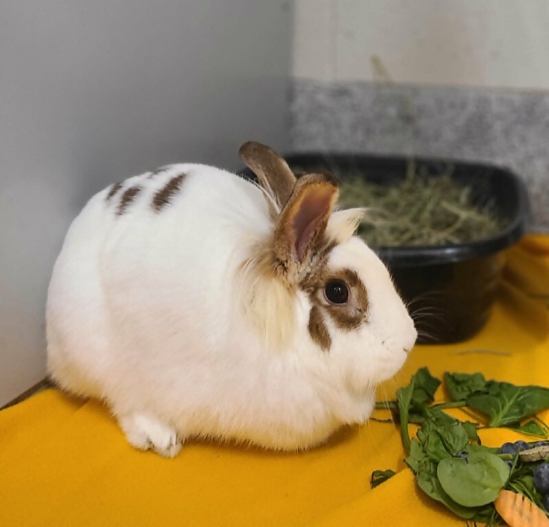 Picture of the Animal Listed