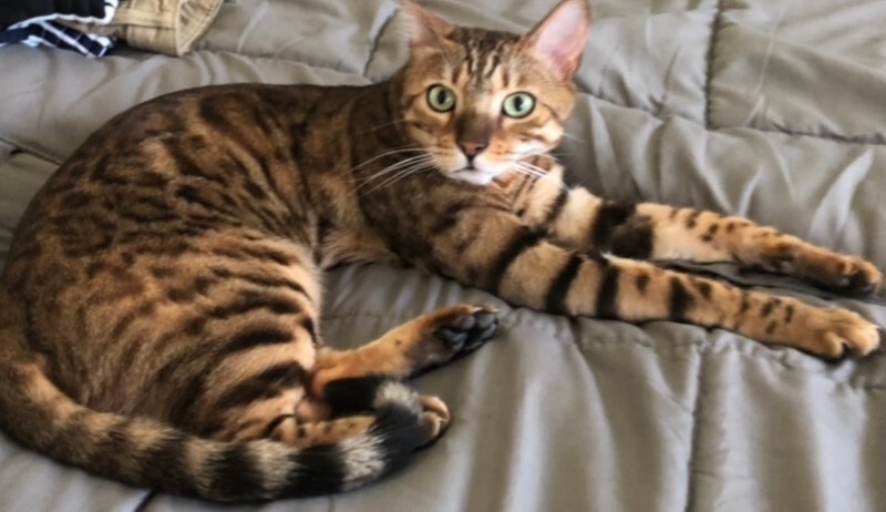 Picture of the Animal Listed