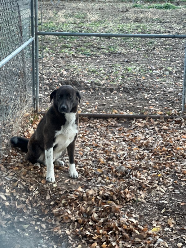 Picture of the Animal Listed