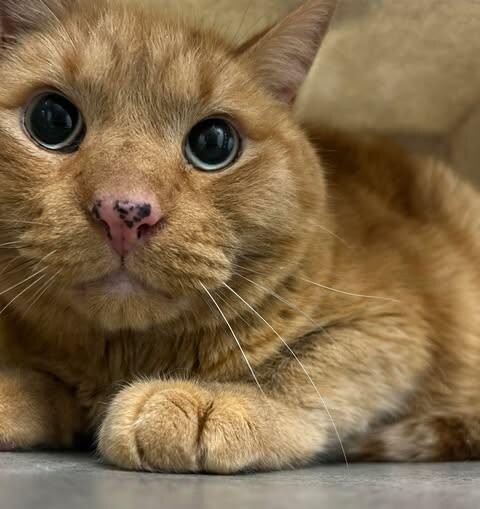 Picture of the Animal Listed