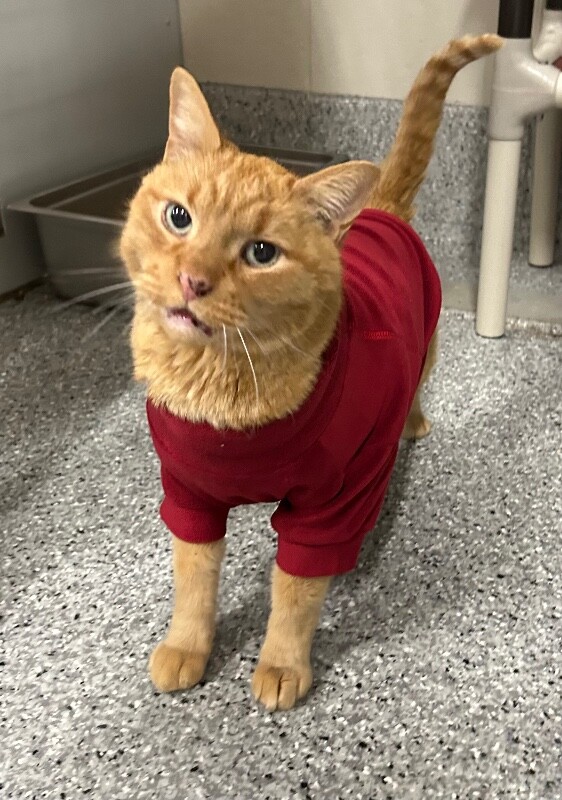 Picture of the Animal Listed