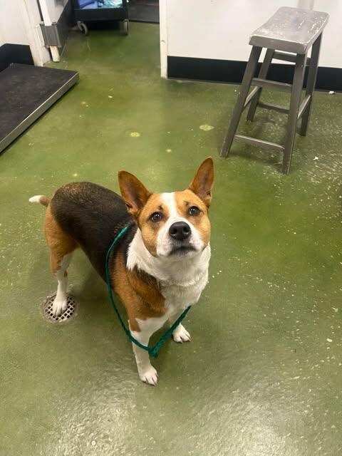 Picture of the Animal Listed