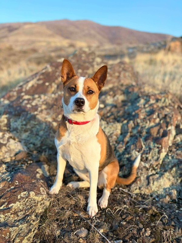 Picture of the Animal Listed