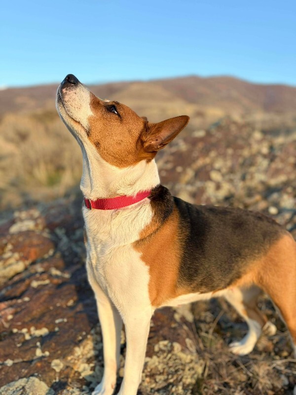 Picture of the Animal Listed