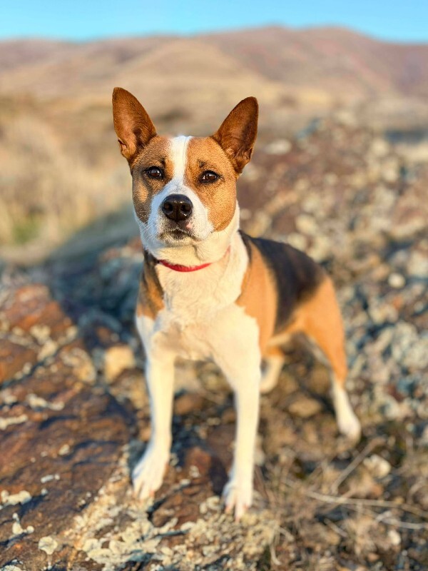 Picture of the Animal Listed