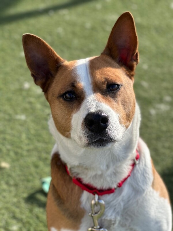 Picture of the Animal Listed