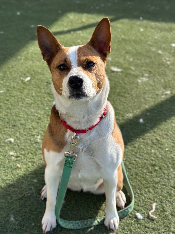 Picture of the Animal Listed