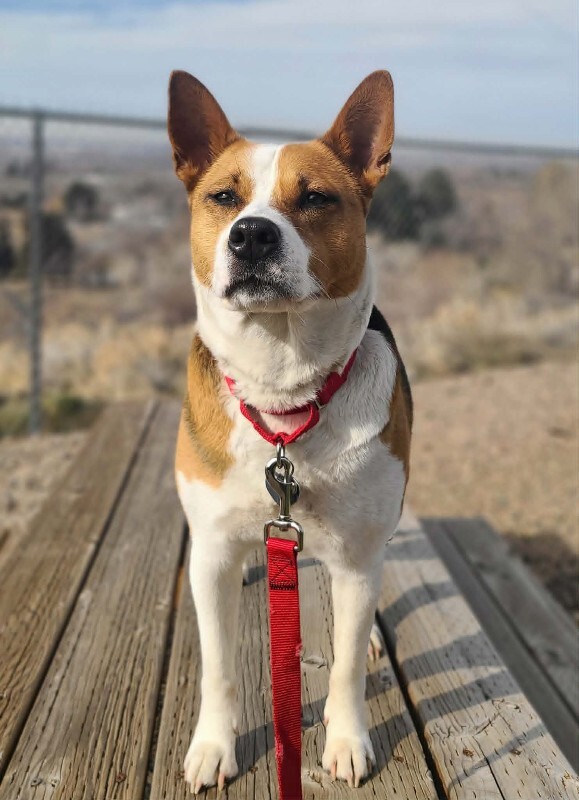 Picture of the Animal Listed