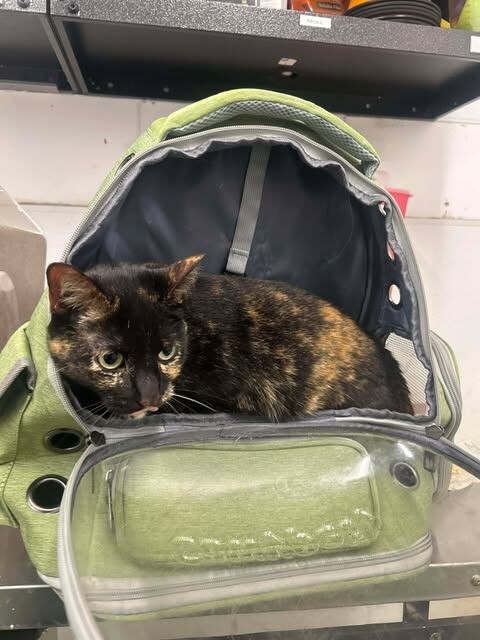 Picture of the Animal Listed