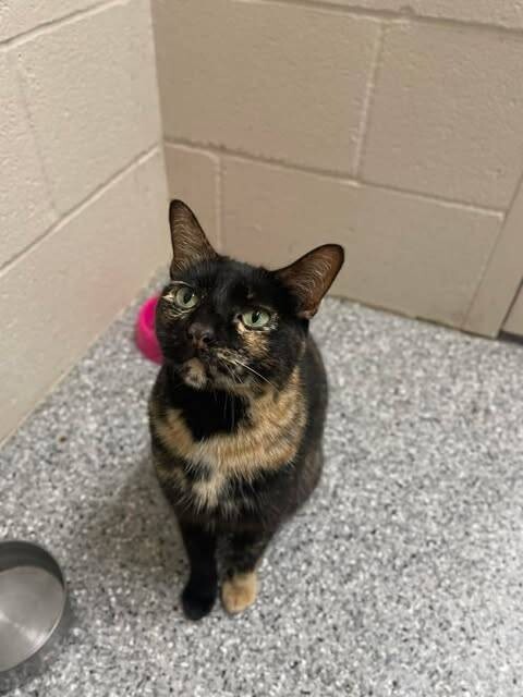 Picture of the Animal Listed