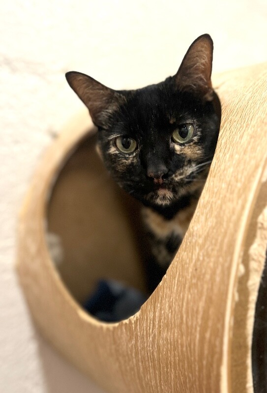 Picture of the Animal Listed